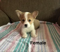 Lucy, a female Pembroke Welsh Corgi for sale in Stoutsville, OH – 1 of 5