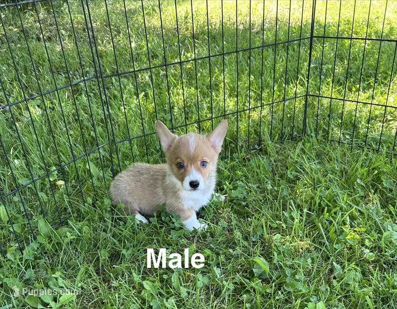Max – Pembroke Welsh Corgi puppy for sale in Stoutsville, OH
