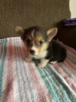 London, a female Pembroke Welsh Corgi for sale in Stoutsville, OH – 4 of 5