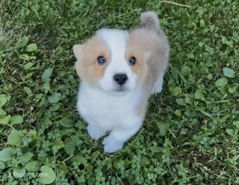 Max – Pembroke Welsh Corgi puppy for sale in Stoutsville, OH