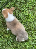 Toby, a male Pembroke Welsh Corgi for sale in Stoutsville, OH – 4 of 5