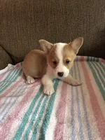 Lucy, a female Pembroke Welsh Corgi for sale in Stoutsville, OH – 2 of 5