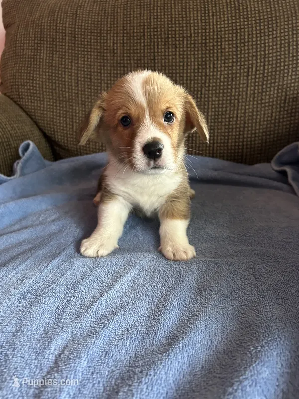 Tucker – Pembroke Welsh Corgi puppy for sale in Stoutsville, OH