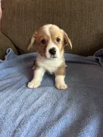 Tucker, a male Pembroke Welsh Corgi for sale in Stoutsville, OH – 1 of 3
