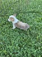 Max, a male Pembroke Welsh Corgi for sale in Stoutsville, OH – 4 of 5