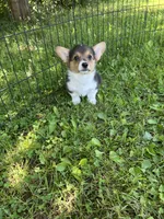 London, a female Pembroke Welsh Corgi for sale in Stoutsville, OH – 4 of 4