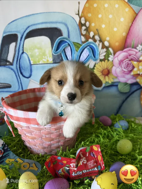 Jake – Pembroke Welsh Corgi puppy for sale in Stoutsville, OH