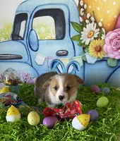 Jake, a male Pembroke Welsh Corgi for sale in Stoutsville, OH – Photo 4 of 6