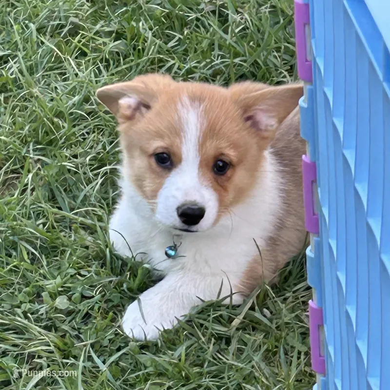 Jake – Pembroke Welsh Corgi puppy for sale in Stoutsville, OH