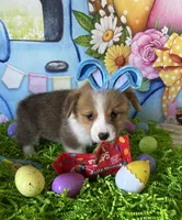 Jake, a male Pembroke Welsh Corgi for sale in Stoutsville, OH – Photo 3 of 6