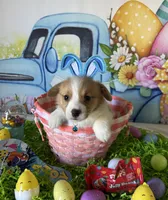 Jake, a male Pembroke Welsh Corgi for sale in Stoutsville, OH – Photo 6 of 6