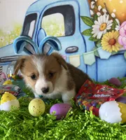 Jake, a male Pembroke Welsh Corgi for sale in Stoutsville, OH – Photo 2 of 6