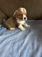 Tucker, a male Pembroke Welsh Corgi for sale in Stoutsville, OH – 3 of 3