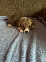 Max, a male Pembroke Welsh Corgi for sale in Stoutsville, OH – 4 of 5