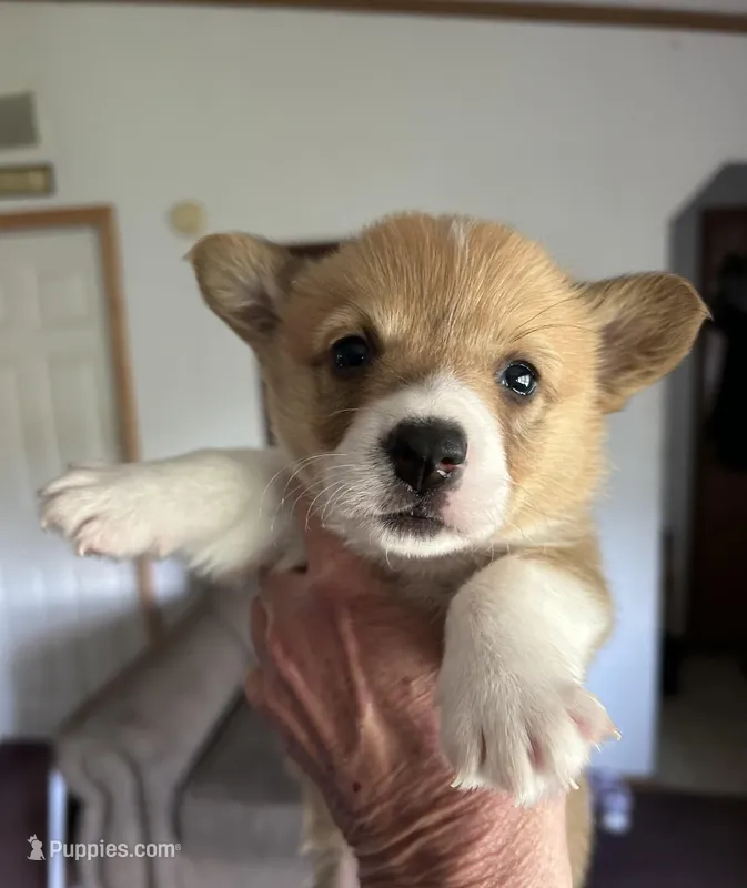 Lucy, a female Pembroke Welsh Corgi for sale in Stoutsville, OH – Photo 1 of 2