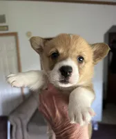 Lucy, a female Pembroke Welsh Corgi for sale in Stoutsville, OH – Photo 1 of 2