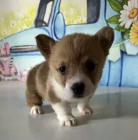 Lucy, a female Pembroke Welsh Corgi for sale in Stoutsville, OH – Photo 2 of 2