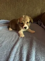 Max, a male Pembroke Welsh Corgi for sale in Stoutsville, OH – 3 of 5