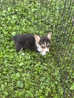 Lucy, a female Pembroke Welsh Corgi for sale in Stoutsville, OH – 2 of 4