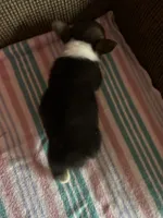 London, a female Pembroke Welsh Corgi for sale in Stoutsville, OH – 2 of 5