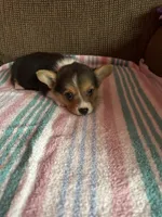 London, a female Pembroke Welsh Corgi for sale in Stoutsville, OH – 5 of 5