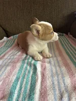 Lucy, a female Pembroke Welsh Corgi for sale in Stoutsville, OH – 4 of 5