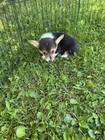 London, a female Pembroke Welsh Corgi for sale in Stoutsville, OH – 3 of 4