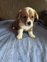 Tucker, a male Pembroke Welsh Corgi for sale in Stoutsville, OH – 2 of 3
