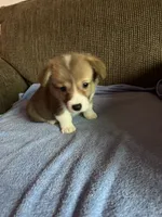 Max, a male Pembroke Welsh Corgi for sale in Stoutsville, OH – 5 of 5