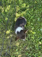 London, a female Pembroke Welsh Corgi for sale in Stoutsville, OH – 2 of 4
