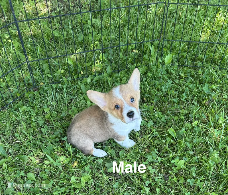 Tucker – Pembroke Welsh Corgi puppy for sale in Stoutsville, OH