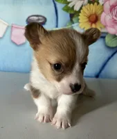 Sydney, a female Pembroke Welsh Corgi for sale in Stoutsville, OH – Photo 2 of 2
