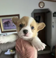 Sydney, a female Pembroke Welsh Corgi for sale in Stoutsville, OH – Photo 1 of 2