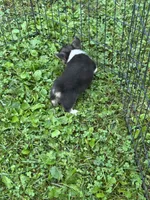 Lucy, a female Pembroke Welsh Corgi for sale in Stoutsville, OH – 3 of 4