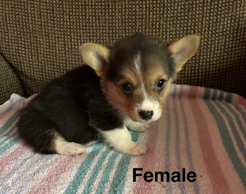 London – Pembroke Welsh Corgi puppy for sale in Stoutsville, OH