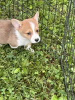 Toby, a male Pembroke Welsh Corgi for sale in Stoutsville, OH – 3 of 5