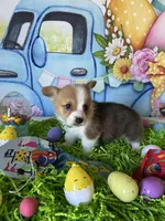 Scout, a male Pembroke Welsh Corgi for sale in Stoutsville, OH – Photo 5 of 6