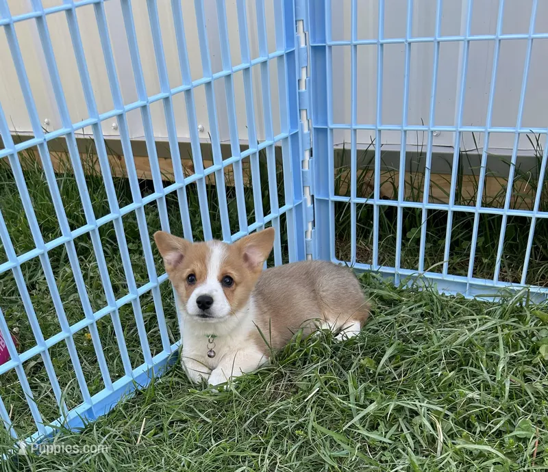 Scout – Pembroke Welsh Corgi puppy for sale in Stoutsville, OH
