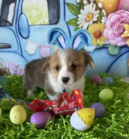 Scout, a male Pembroke Welsh Corgi for sale in Stoutsville, OH – Photo 2 of 6