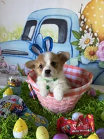 Scout, a male Pembroke Welsh Corgi for sale in Stoutsville, OH – Photo 3 of 6