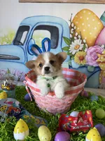 Scout, a male Pembroke Welsh Corgi for sale in Stoutsville, OH – Photo 4 of 6