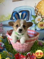 Scout, a male Pembroke Welsh Corgi for sale in Stoutsville, OH – Photo 1 of 6