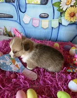 London, a female Pembroke Welsh Corgi for sale in Stoutsville, OH – Photo 2 of 6