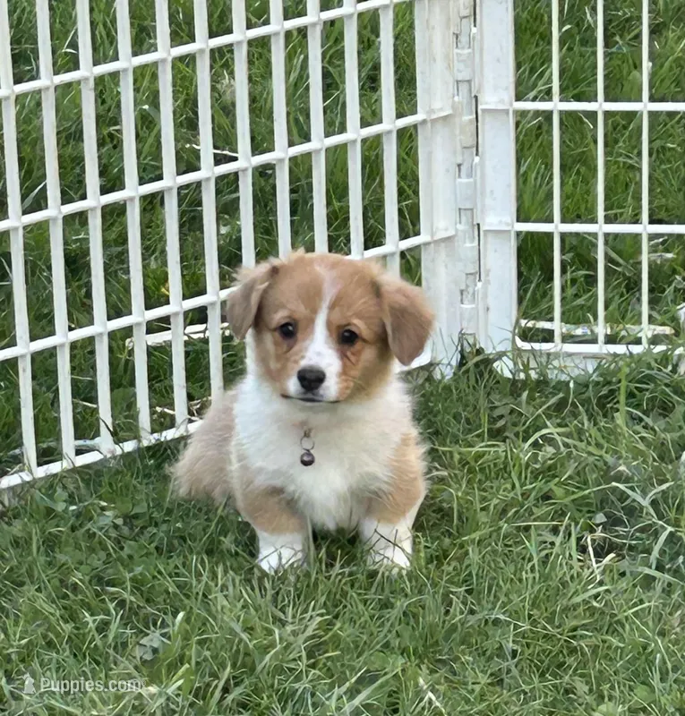 London – Pembroke Welsh Corgi puppy for sale in Stoutsville, OH