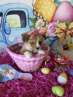 London, a female Pembroke Welsh Corgi for sale in Stoutsville, OH – Photo 6 of 6