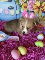 London, a female Pembroke Welsh Corgi for sale in Stoutsville, OH – Photo 4 of 6