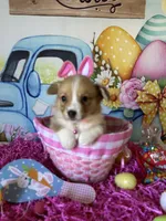 London, a female Pembroke Welsh Corgi for sale in Stoutsville, OH – Photo 3 of 6