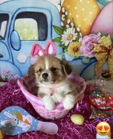 London, a female Pembroke Welsh Corgi for sale in Stoutsville, OH – Photo 1 of 6