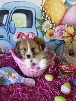 London, a female Pembroke Welsh Corgi for sale in Stoutsville, OH – Photo 5 of 6