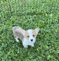 Max, a male Pembroke Welsh Corgi for sale in Stoutsville, OH – 3 of 5